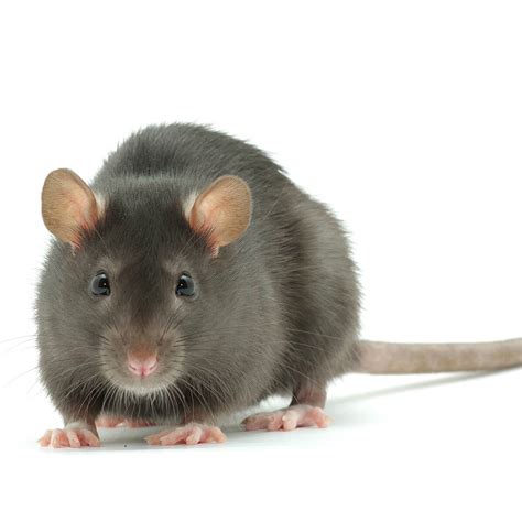 scientific name of rat